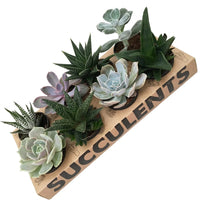 8 Potted Succulents™