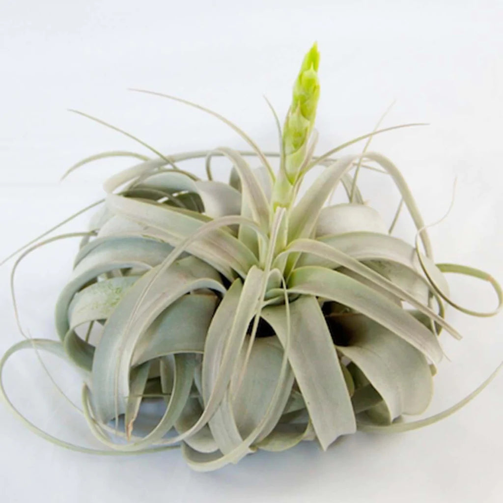 Air Plant™