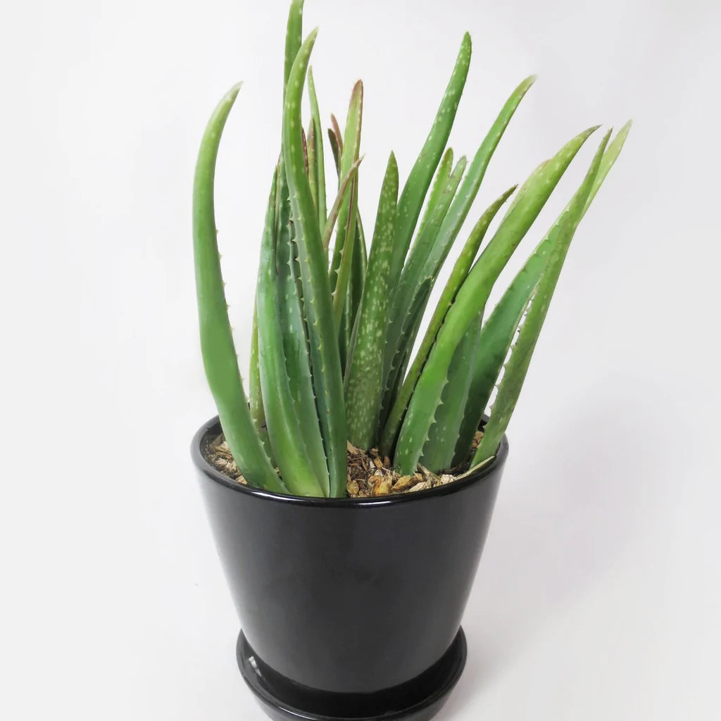 Aloe Vera Plant™