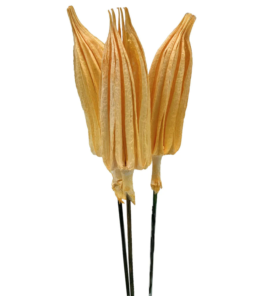 Chilli Pick Preserved™