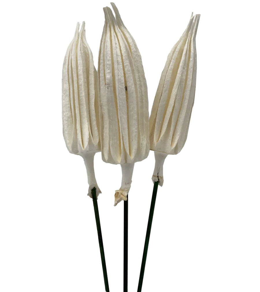 Chilli Pick Preserved™