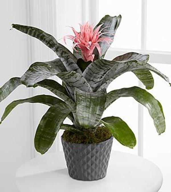 Flash Of Insight™ Bromeliad Plant