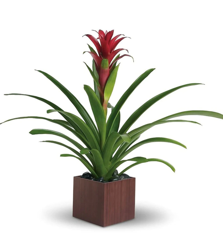 Guzmania Plant™