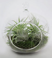 Hanging Air Planter™ Tillandsia
