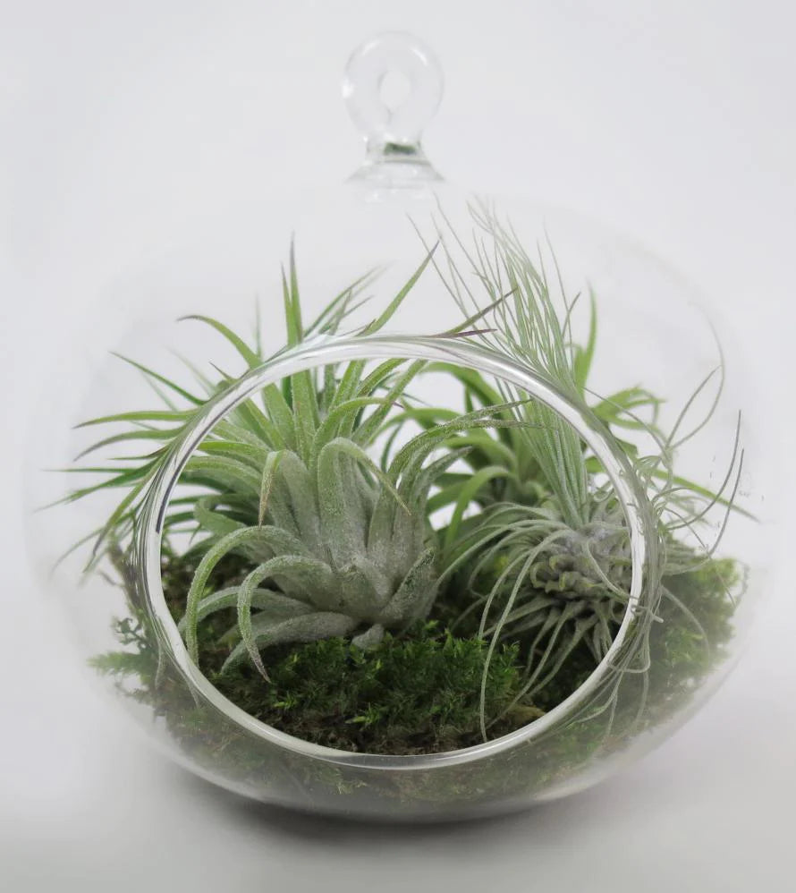 Hanging Air Planter™ Tillandsia