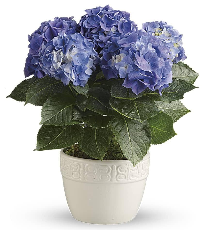 Happy Hydrangea™