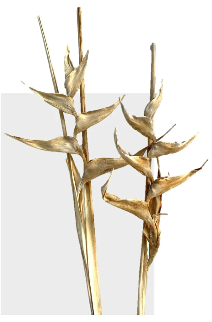 Heliconia Flower Preserved™