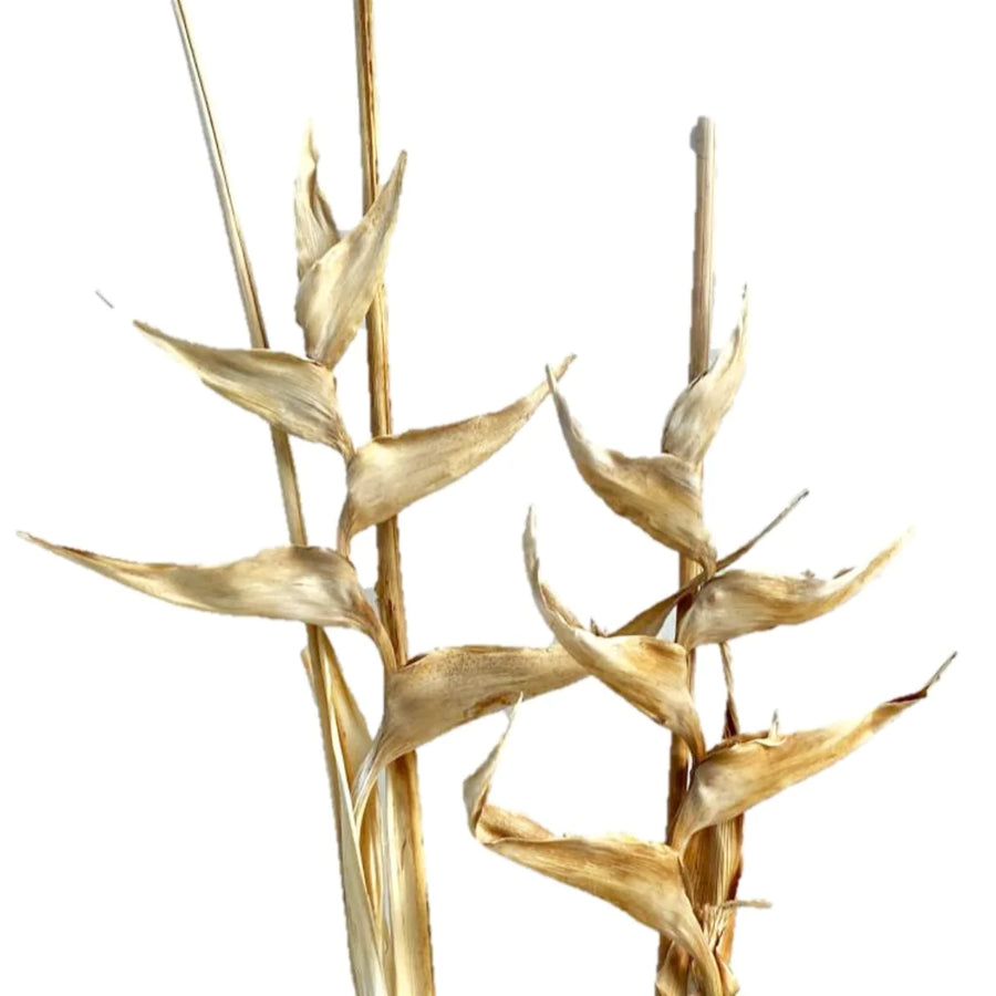 Heliconia Flower Preserved™