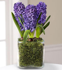 Thumbnail for Hyacinth Trio™ Plant