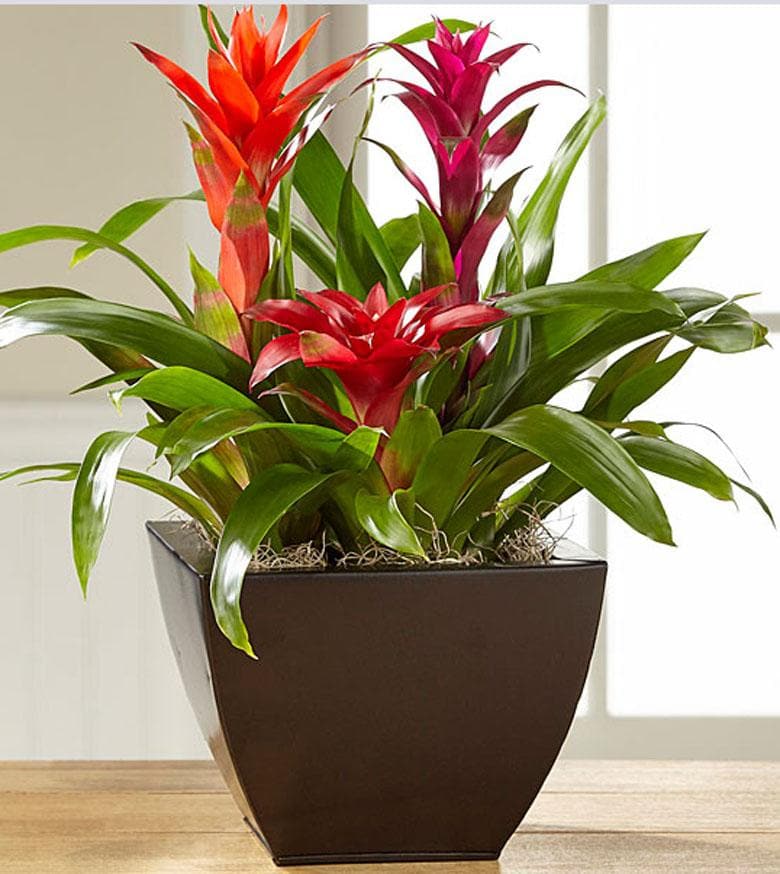 In Living Color™ Bromeliad Garden
