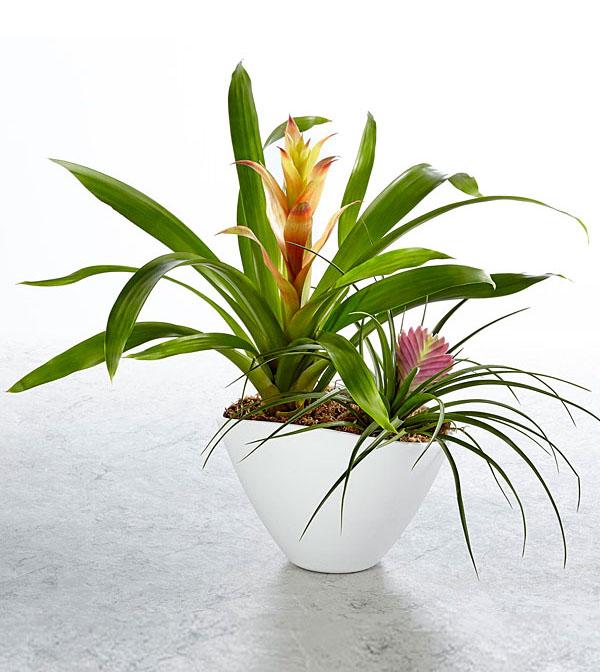 Paradise Found Dish Garden™