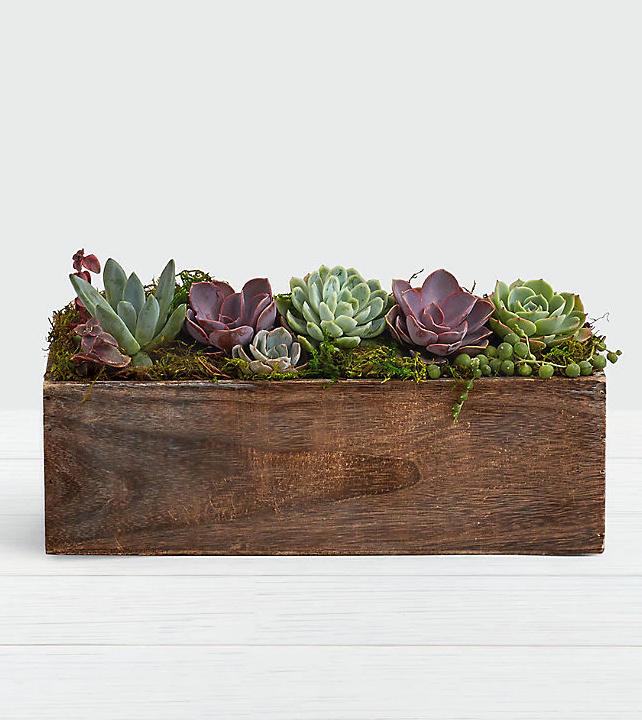 Past & Present™ Succulent Garden