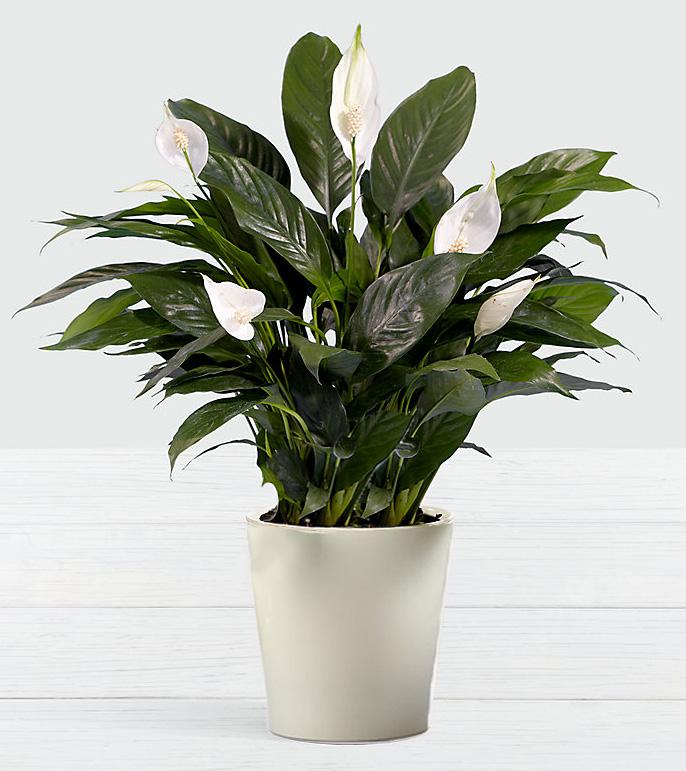 Premium Peace Lily™