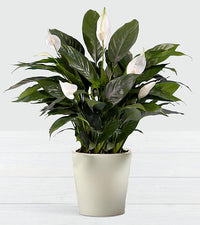 Thumbnail for Premium Peace Lily™