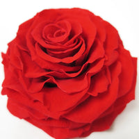 Thumbnail for Preserved Rose™