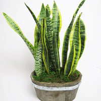 Snake Plant™