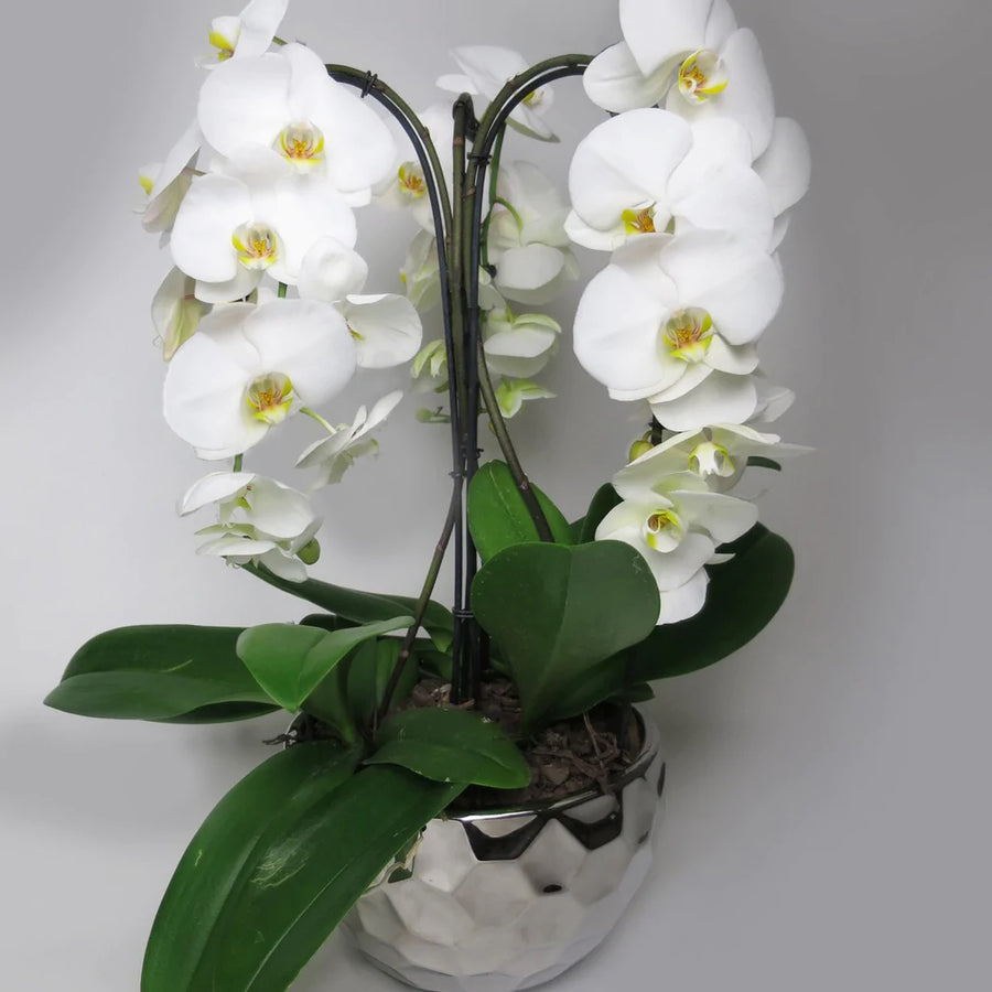 Triple Mammoth Orchid Planter™