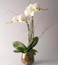 Thumbnail for White Double Spike Orchid Planter™